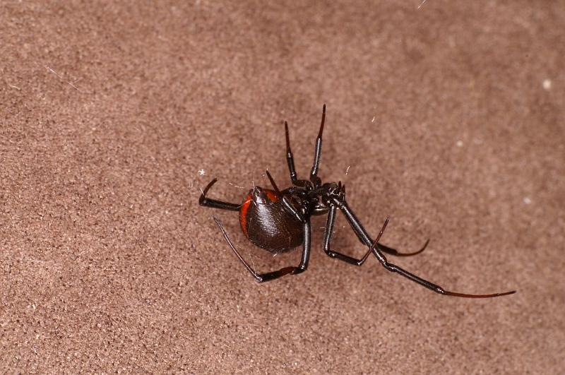 Latrodectus_hasselti_D7214_Z_89_Alexandra hills Brisbane_Australie.jpg